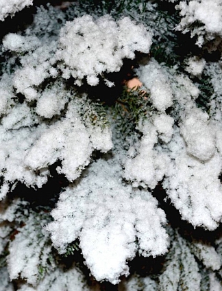 Ель Кремлевская в горшке (снег)